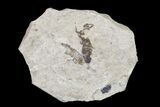 Fossil March Fly (Plecia) - Green River Formation #154534-1